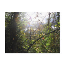 cascade mountain postcard