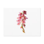 Cascade of Pink Orchids Postcard