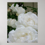 CASCADING ICEBERG ROSES poster
