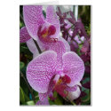 Cascading Orchids cards by olympia60 Cascading Orchids cards