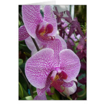 Cascading Orchids cards