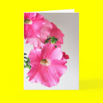 Cascading Pink Petunias cards