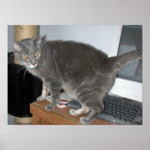 Casper the Cat Looks Print