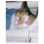 Cassie-Calico Cat Letterhead Template