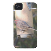 Cassin's Finch at a Bird Feeder iPhone 4 Case