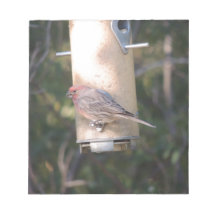 Cassin's Finch at a Bird Feeder Memo Note Pad
