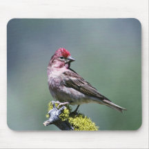 Cassin's Finch Mousepads