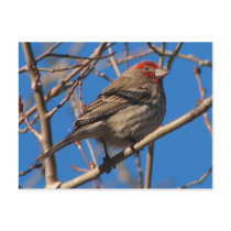 Cassin's Finch Postcard