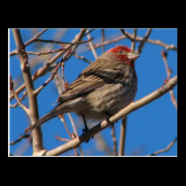 Cassin's Finch Postcard postcards