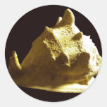 Cassis cornuta Shell Back on Black Sticker