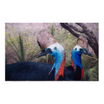 Cassowaries in the Rainforest posters