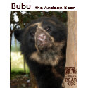 Castellanos Bubu the Andean Bear shirt