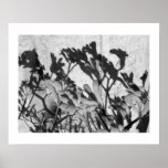 Casting Shadows: Kangaroo Paw posters