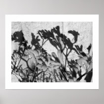 Casting Shadows: Kangaroo Paw Posters