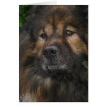 Castle Dog cards