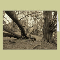 "Castle Hill, Callaly" cards