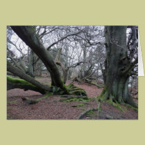 "Castle Hill, Callaly" cards