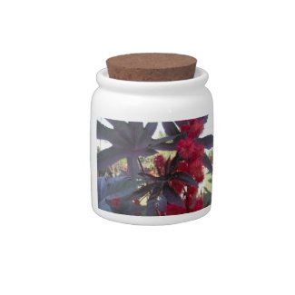 Castor Bean Candy Jar candyjar