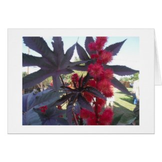 Castor Bean Universal Card card