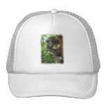 koala, koalas, koala bear, cute koala, koala bears, australia, australian koala, australian koala bear, bear, bears, marsupial, australian, aussie, mammal, animal, wildlife, wild life, wild animal, animals, koala photo, koala picture, love koalas