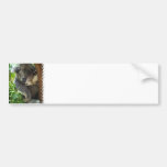 koala, koalas, koala bear, cute koala, koala bears, australia, australian koala, australian koala bear, bear, bears, marsupial, australian, aussie, mammal, animal, wildlife, wild life, wild animal, animals, koala photo, koala picture, love koalas