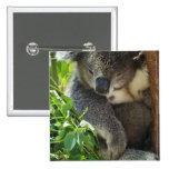 koala, koalas, koala bear, cute koala, koala bears, australia, australian koala, australian koala bear, bear, bears, marsupial, australian, aussie, mammal, animal, wildlife, wild life, wild animal, animals, koala photo, koala picture, love koalas