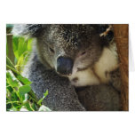 koala, koalas, koala bear, cute koala, koala bears, australia, australian koala, australian koala bear, bear, bears, marsupial, australian, aussie, mammal, animal, wildlife, wild life, wild animal, animals, koala photo, koala picture, love koalas
