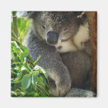 koala, koalas, koala bear, cute koala, koala bears, australia, australian koala, australian koala bear, bear, bears, marsupial, australian, aussie, mammal, animal, wildlife, wild life, wild animal, animals, koala photo, koala picture, love koalas