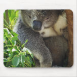 koala, koalas, koala bear, cute koala, koala bears, australia, australian koala, australian koala bear, bear, bears, marsupial, australian, aussie, mammal, animal, wildlife, wild life, wild animal, animals, koala photo, koala picture, love koalas