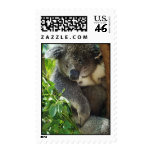 koala, koalas, koala bear, cute koala, koala bears, australia, australian koala, australian koala bear, bear, bears, marsupial, australian, aussie, mammal, animal, wildlife, wild life, wild animal, animals, koala photo, koala picture, love koalas