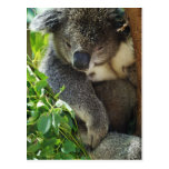 koala, koalas, koala bear, cute koala, koala bears, australia, australian koala, australian koala bear, bear, bears, marsupial, australian, aussie, mammal, animal, wildlife, wild life, wild animal, animals, koala photo, koala picture, love koalas
