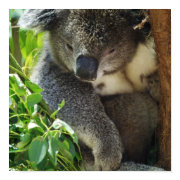 Casual Koala Poster