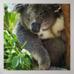 koala, koalas, koala bear, koala bears, cute koala, wildlife photography, australia, australian koala bear, bear, bears, marsupial, australian, aussie, mammal, animal, wildlife, wild life, wild animal, animals, koala photo, koala picture, australian koala, love koalas
