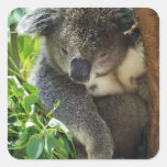 koala, koalas, koala bear, cute koala, koala bears, australia, australian koala, australian koala bear, bear, bears, marsupial, australian, aussie, mammal, animal, wildlife, wild life, wild animal, animals, koala photo, koala picture, love koalas