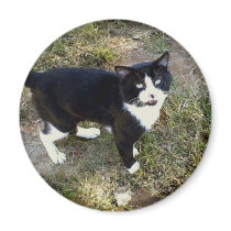 Cat 10, Magnet