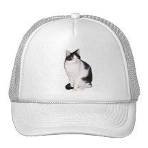 Cat 12, Hat