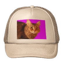 Cat 14 Hat