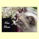 Cat 1 cards