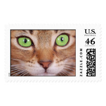 Cat 2 postage