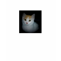 Cat # 4 Ladies Shirt