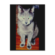 Cat #6 Postcard