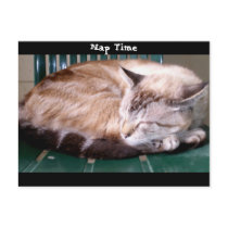 Cat 7, Nap Time,Postcard