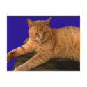 Katze 8, Postkarte postkarten by dtp455 Katze 8, Postkarte postkarten