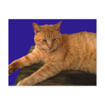 Cat 8, Postcard