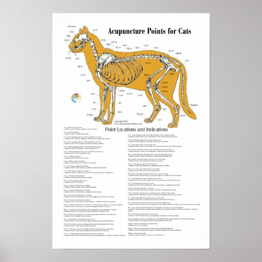 Cat Acupressure Acupuncture Points Chart Print Zazzle