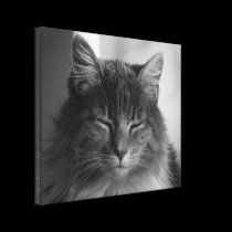 Cat Afternoon Meditation canvas prints
