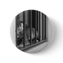 Cat Alone at Window Pins