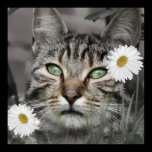 Cat Among The Daisies Poster Print posters