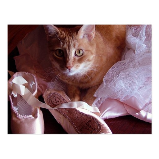 Cat and Ballet Slippers Postcard Zazzle