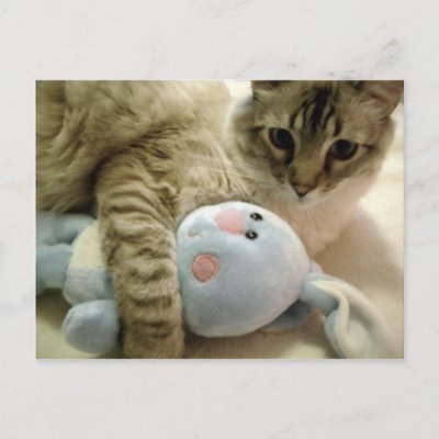 Cat With Bunny